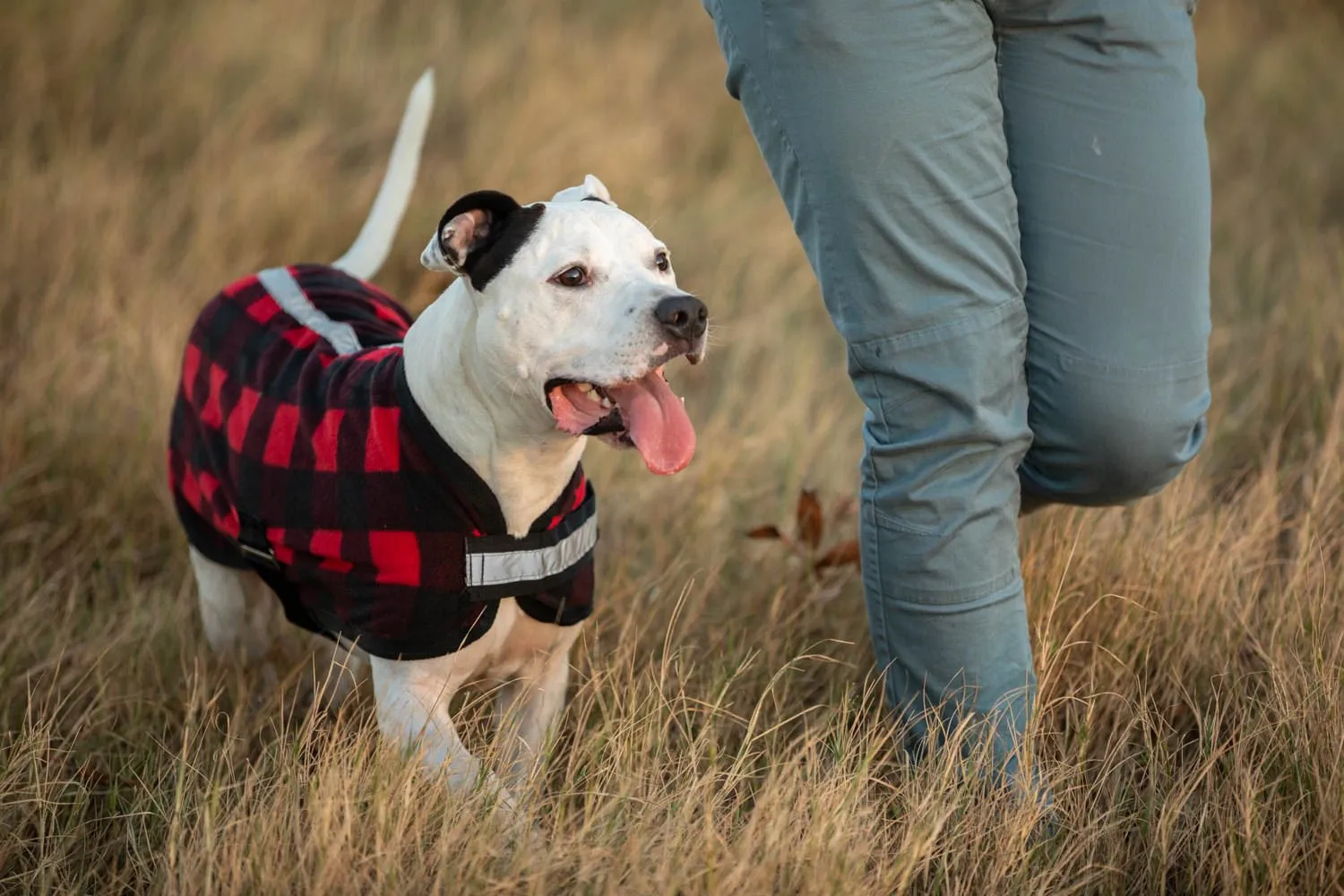 Expression "Buffalo Check" Fleece Dog Rug